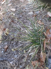 Sesleria caerulea