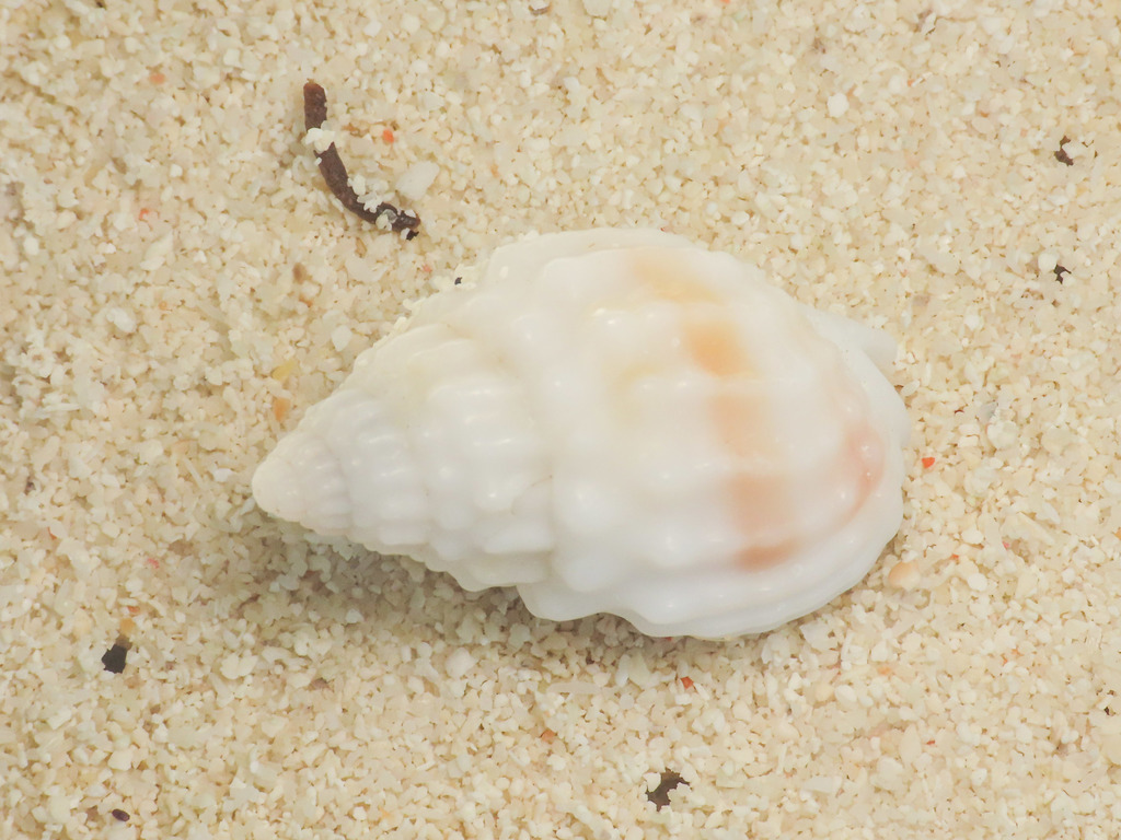 necklace nassa