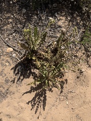 Horkelia cuneata puberula