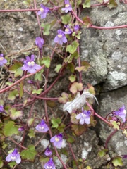 Cymbalaria muralis