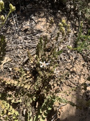 Horkelia cuneata puberula