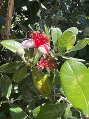Feijoa