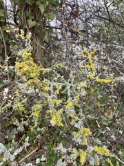 Xanthoria parietina