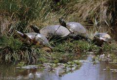 Deirochelys reticularia