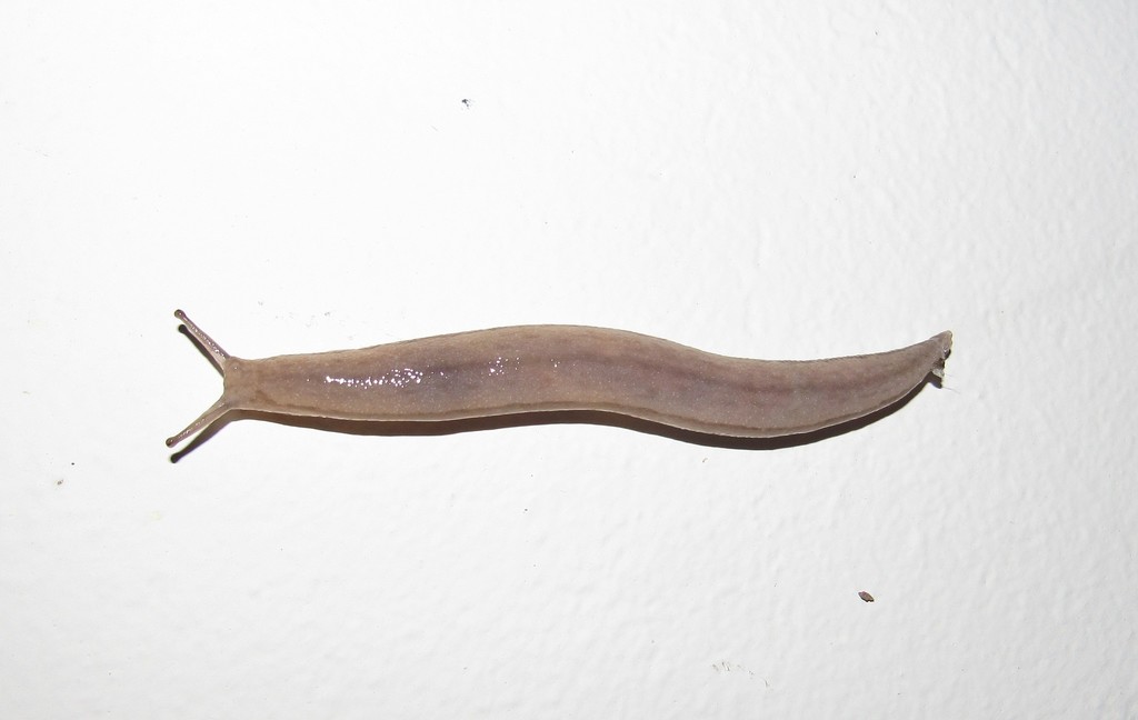 Meghimatium pictum