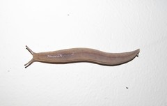 Meghimatium pictum