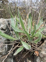 Plantago lanceolata