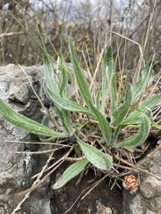 Plantago lanceolata