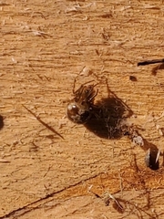 Steatoda triangulosa