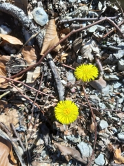 Tussilago farfara