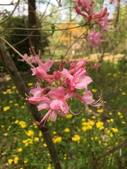 Rhododendron flammeum
