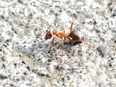 Formica fusca