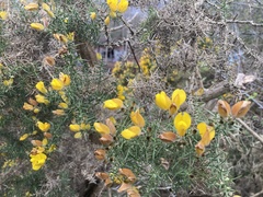 Ulex europaeus