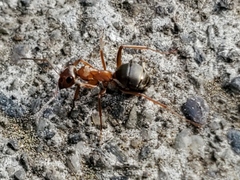 Formica fusca