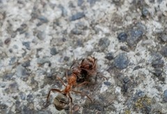 Formica fusca