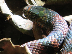 Lampropeltis micropholis