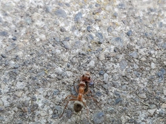 Formica fusca