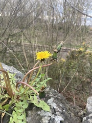 Taraxacum officinale