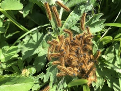 Malacosoma castrense