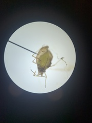 Aphidinae