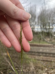 Anthoxanthum odoratum