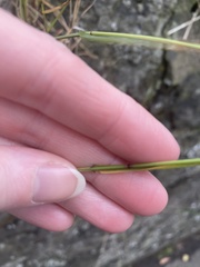 Anthoxanthum odoratum