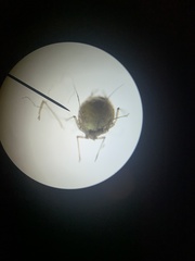 Aphidinae