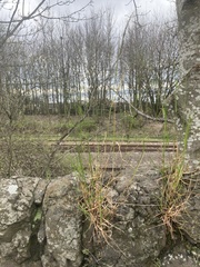 Anthoxanthum odoratum