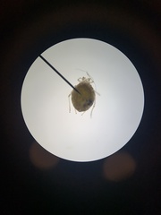 Aphidinae