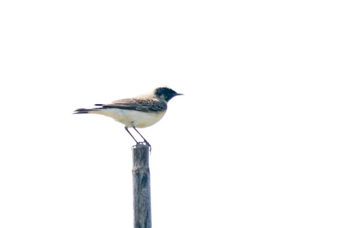 Eastern Black-eared Wheatear (Oenanthe melanoleuca), photo 10