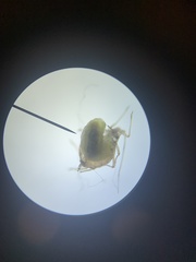 Aphidinae