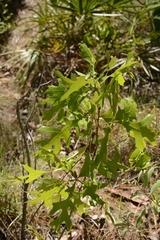 Quercus laevis image