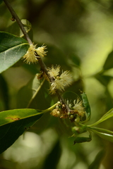 Symplocos tinctoria image