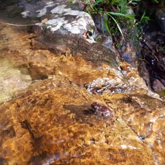 Bokermannohyla pseudopseudis
