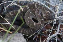 Crotalus molossus nigrescens