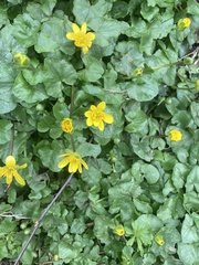 Ficaria verna
