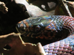 Lampropeltis micropholis