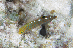 Koumansetta rainfordi