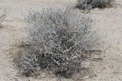 Brickellia incana