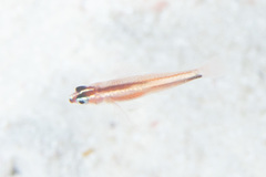 Eviota bifasciata