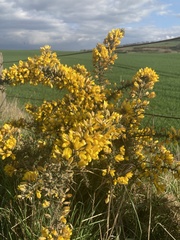Ulex europaeus