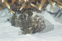 Epinephelus maculatus