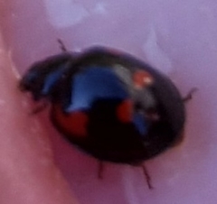 Exochomus quadripustulatus