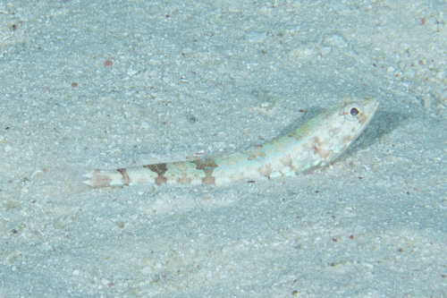 Lighthouse lizardfish (Synodus jaculum) — Synodontidae — 5