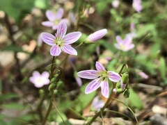 Claytonia caroliniana