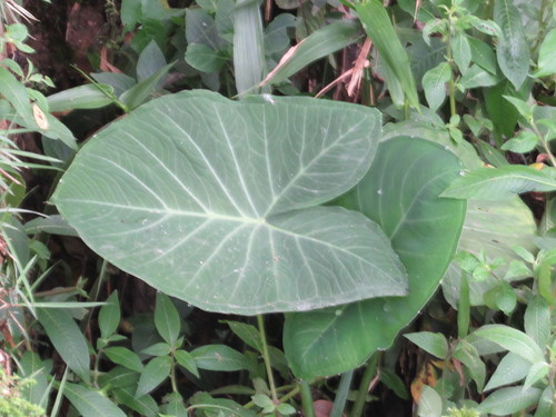 Xanthosoma taioba, photograph 5