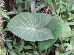 Xanthosoma taioba, photograph author not stated, no rights reserved