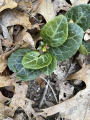 Pyrola americana
