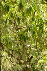 Symplocos tinctoria image