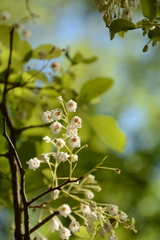 Vaccinium arboreum image